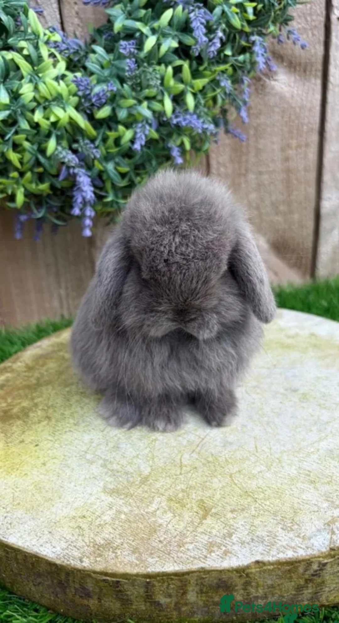 Mini Lop rabbits for sale: Mini lop baby rabbits 8 weeks old mixed litter  in Walsall - Advert 6