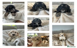 Cockapoo dogs for sale: Adorable F1 cockapoo puppies  - Image 3