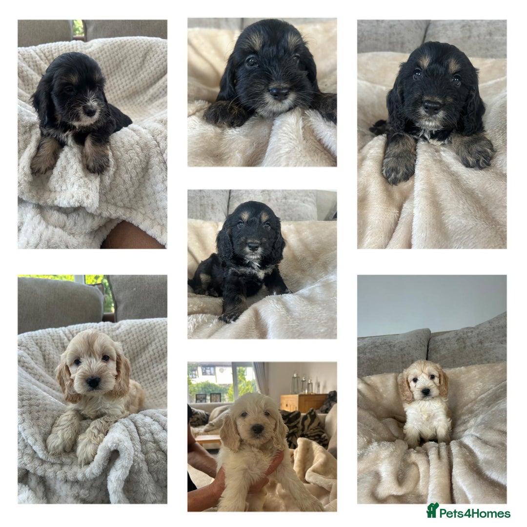 Cockapoo dogs for sale: Adorable F1 cockapoo puppies  - Image 3