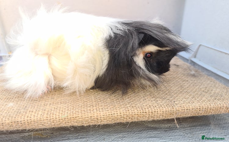 Guinea Pig rodents in Bourne - Advert 15