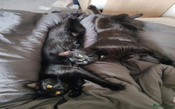 British Shorthair cats for sale: 2 Black Males cats - Image 3