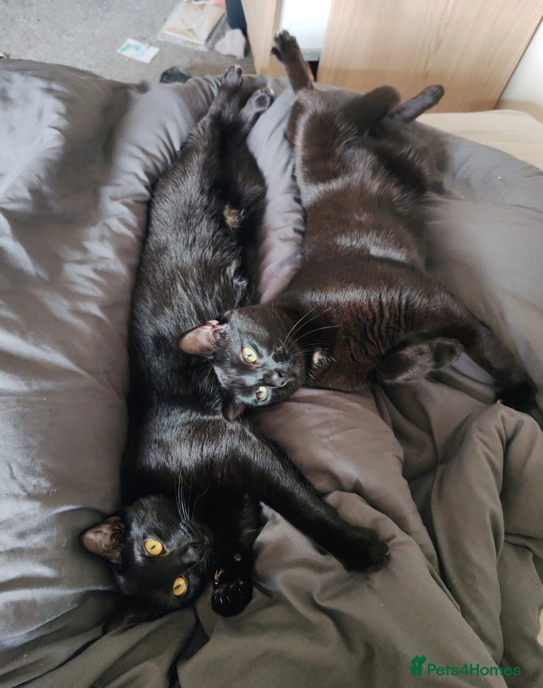 British Shorthair cats for sale: 2 Black Males cats - Image 3