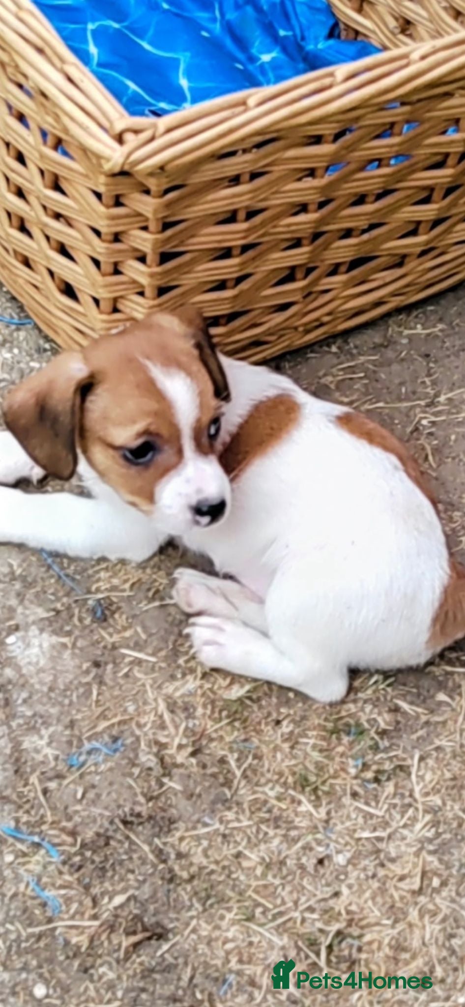 Jack Russell dogs 4 puppies for sale - Advert 1