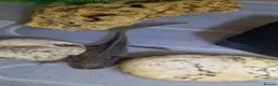 Axolotl reptiles for sale: Axolotl (Wild, Male) - Advert 7
