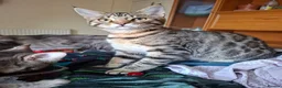 Mixed Breed cats for sale: Last 2 big boys, bengal ( mum Maine Coon) - Advert 2