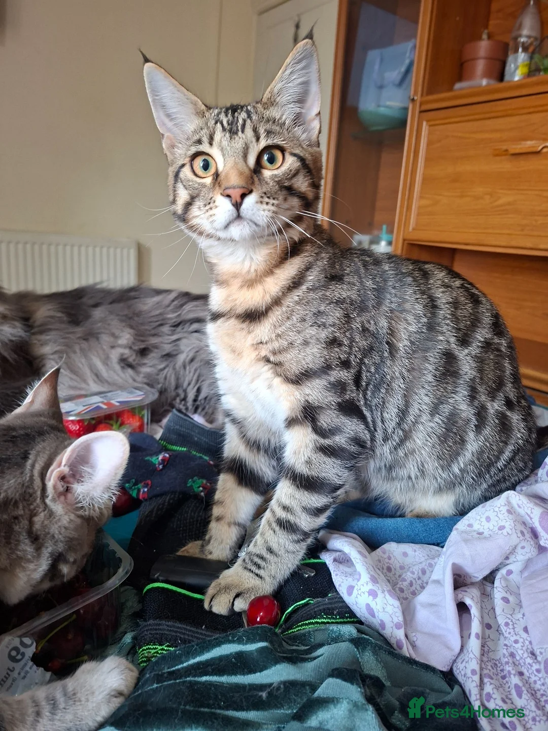 Mixed Breed cats for sale: Last 2 big boys, bengal ( mum Maine Coon) - Advert 2