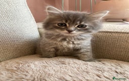 Siberian cats for sale: Siberian x British Shorthair Girls  - Image 4