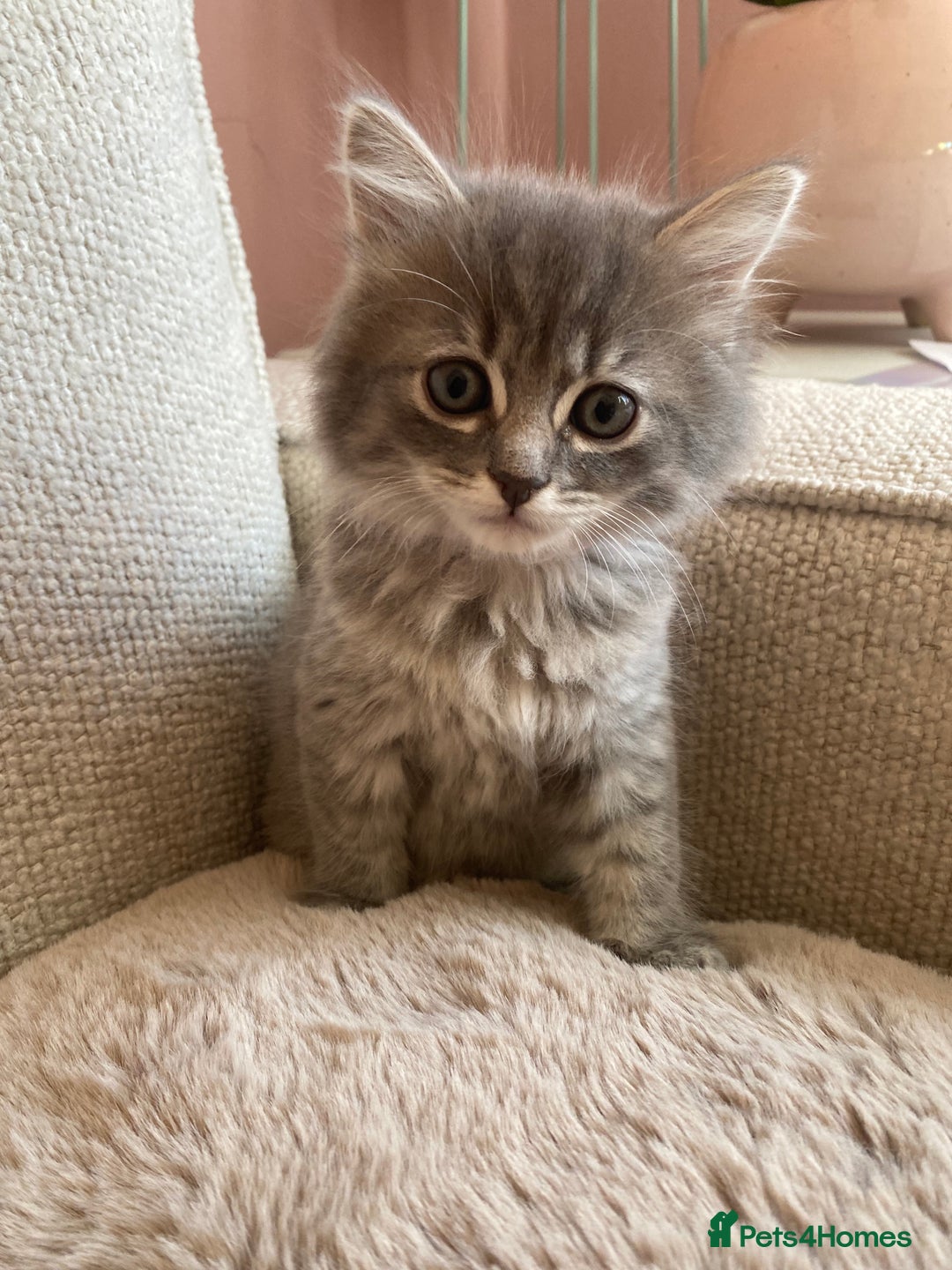 Siberian cats for sale: Siberian x British Shorthair Girls  - Image 4