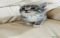 Mixed Breed cats for sale: Cute male cat  - Image 5