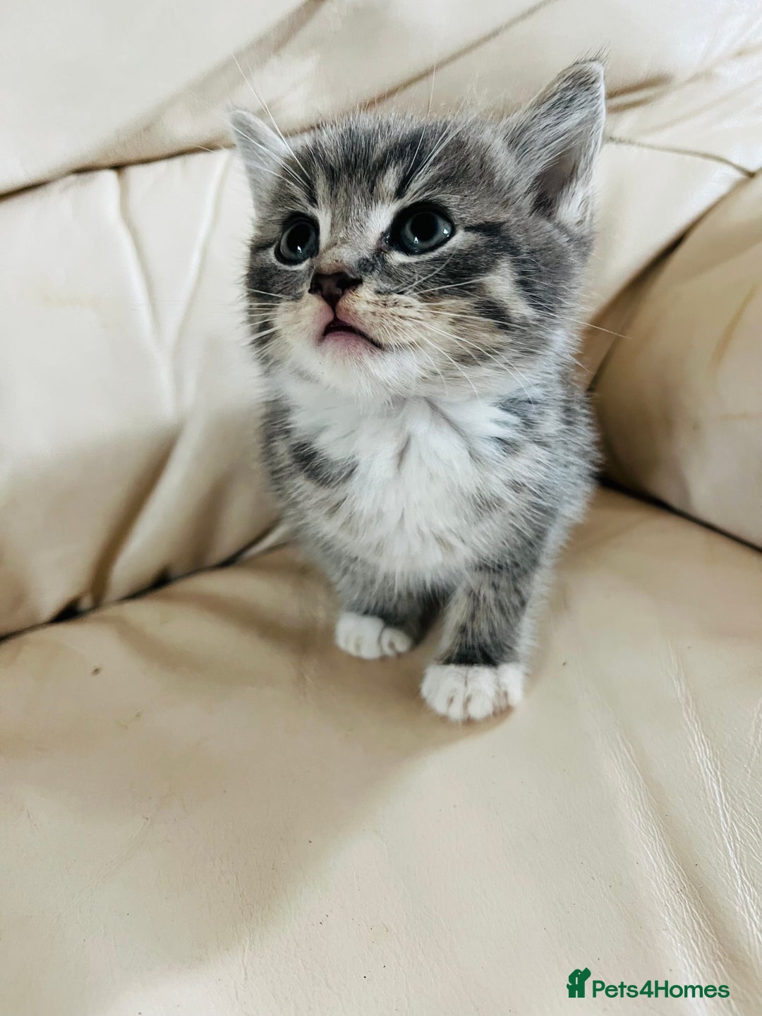 Mixed Breed cats for sale: Cute male cat  - Image 5