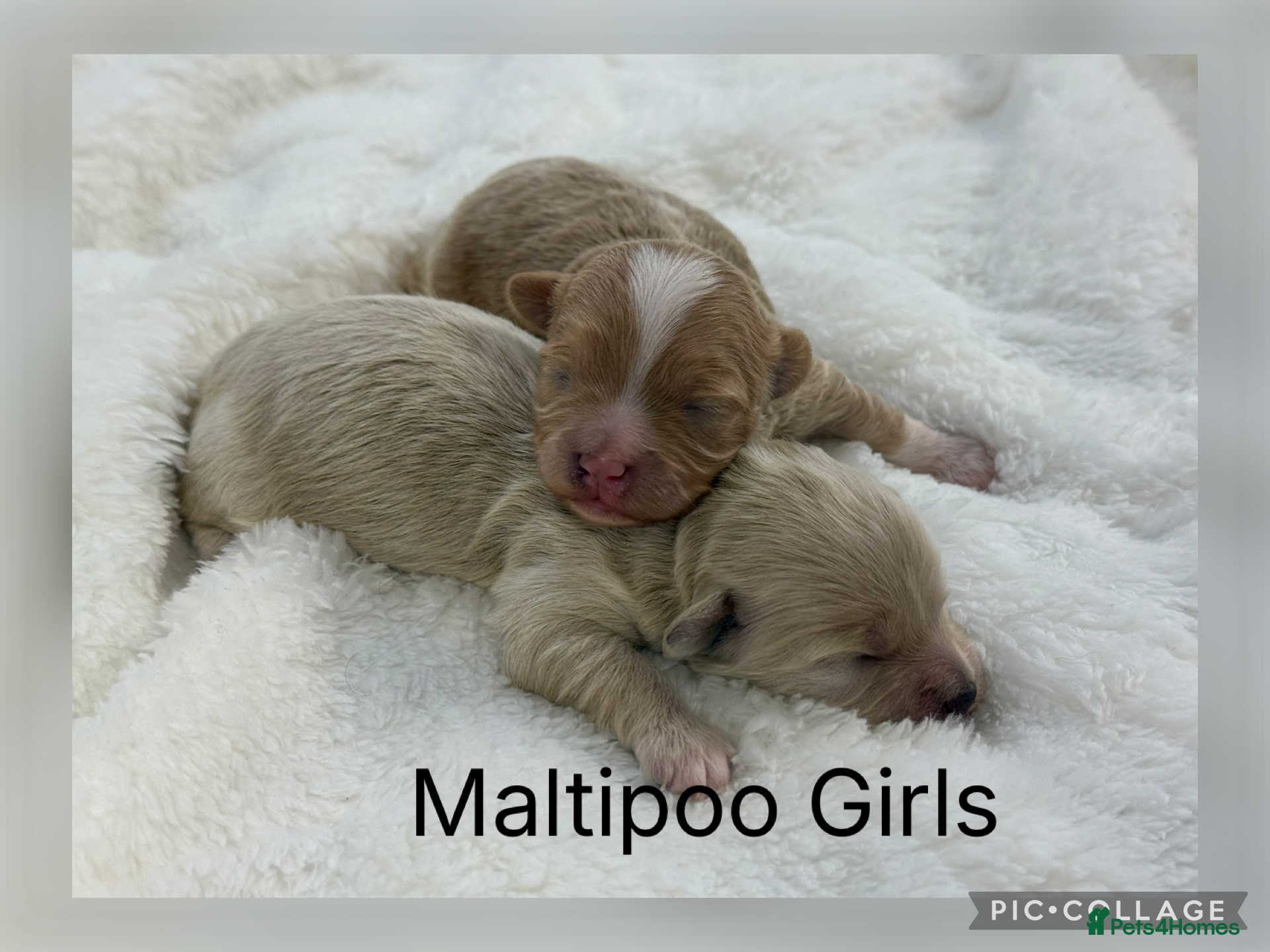 Maltipoo dogs Teddy Bear F1 Maltipoo - Advert 3