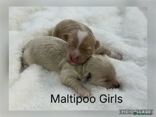 Maltipoo dogs Teddy Bear F1 Maltipoo - Advert 3