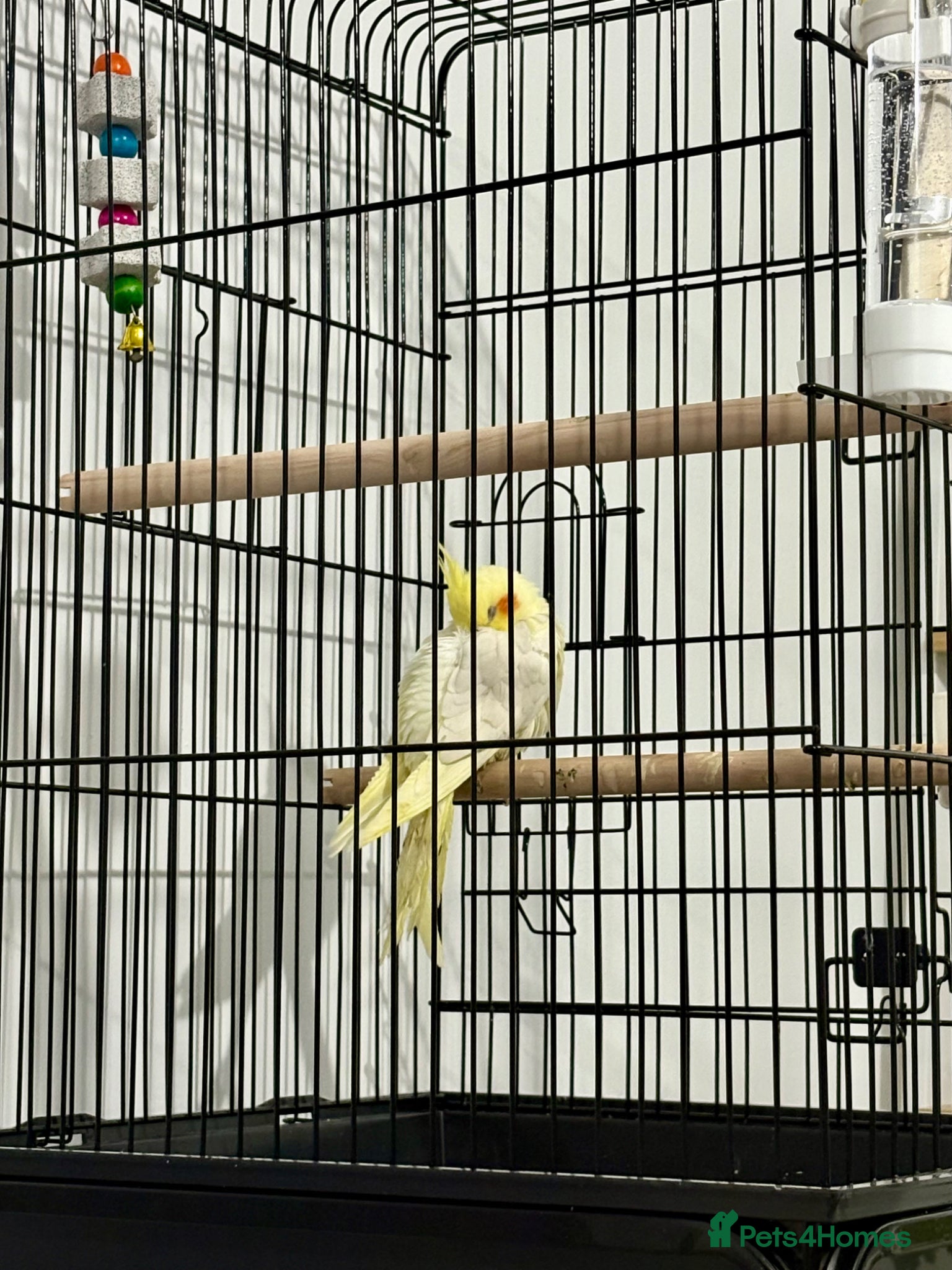 Cockatiels birds Young Cockatiel for sale - Advert 1