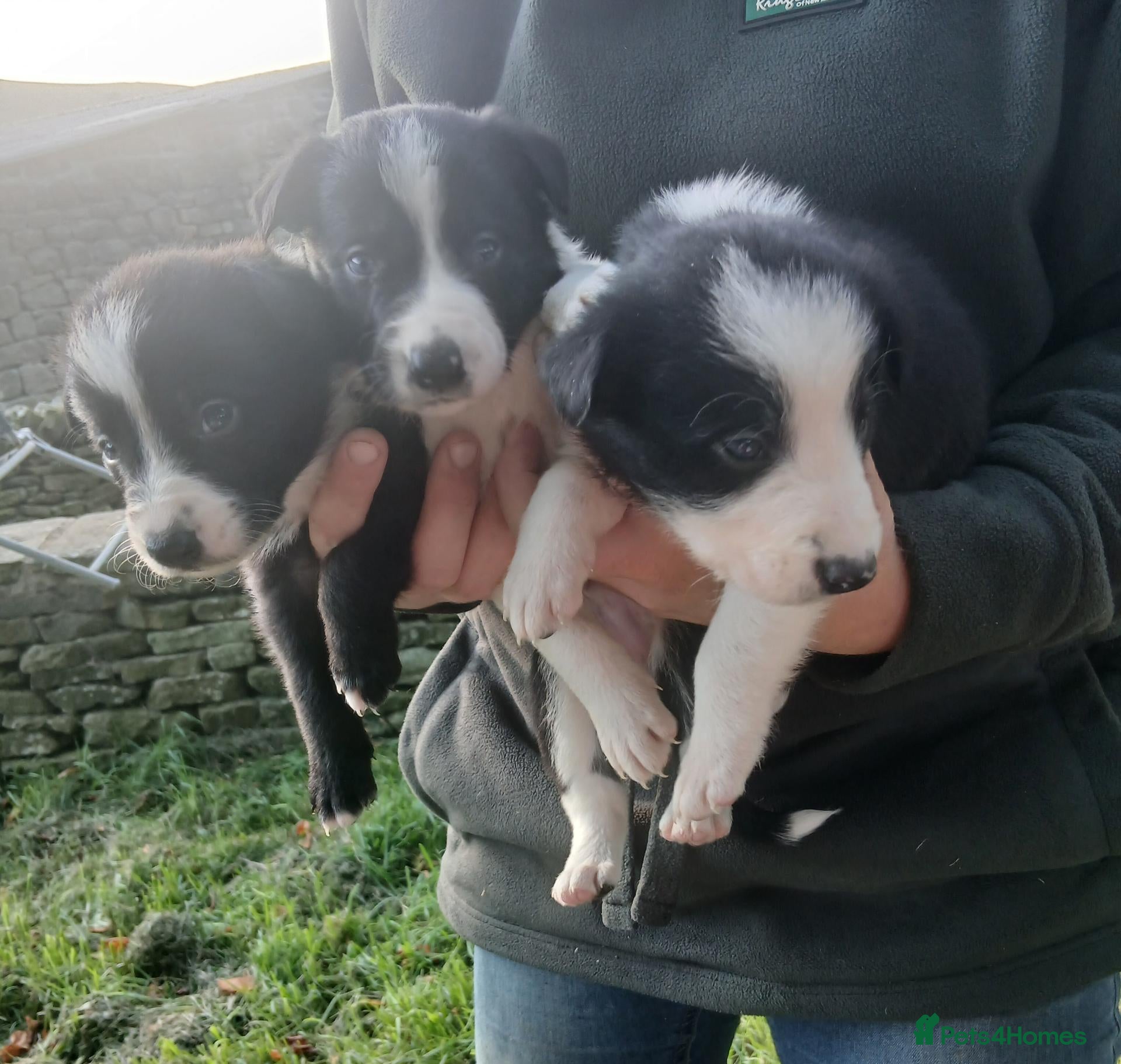 Border Collie dogs Beautiful litter of 10 Border collie puppies - Advert 18