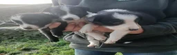 Border Collie dogs for sale: Beautiful litter of 10 Border collie puppies - Advert 1