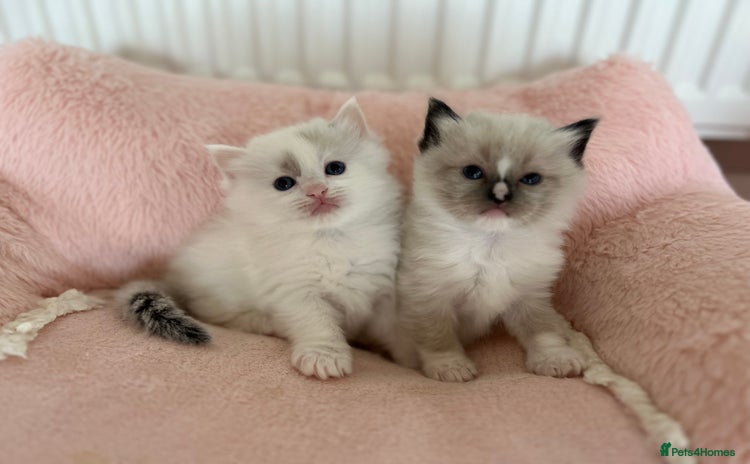 Ragdoll cats - Advert 2