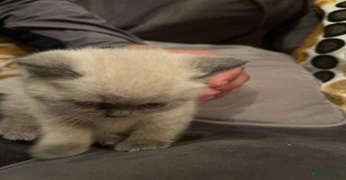 British Shorthair cats - Advert 10