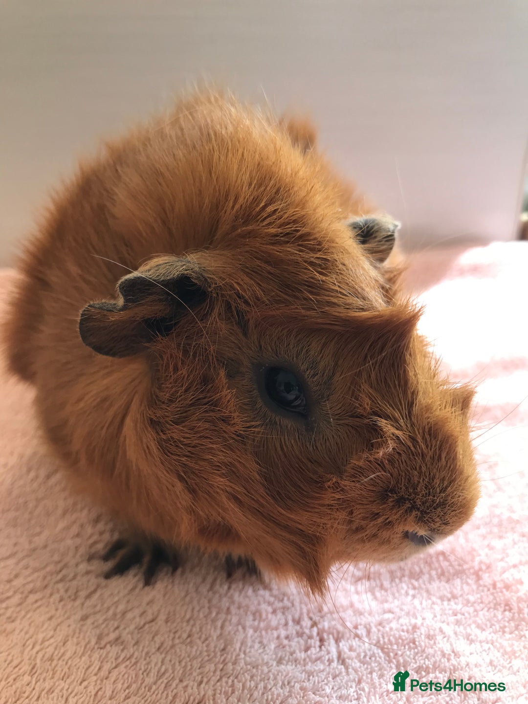 Guinea Pig rodents for sale: Two young Sows and Older boars - Image 14