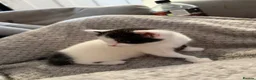 Mixed Breed cats for sale: Mixed breed kittens - Advert 10