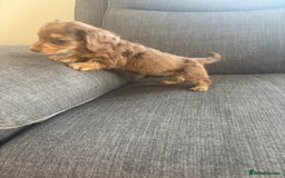 Dachshund dogs for sale: Dachshund  - Image 9