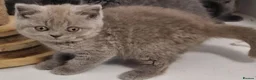British Shorthair cats for sale: Gorgeous gccf reg kittens for sale  - Advert 10