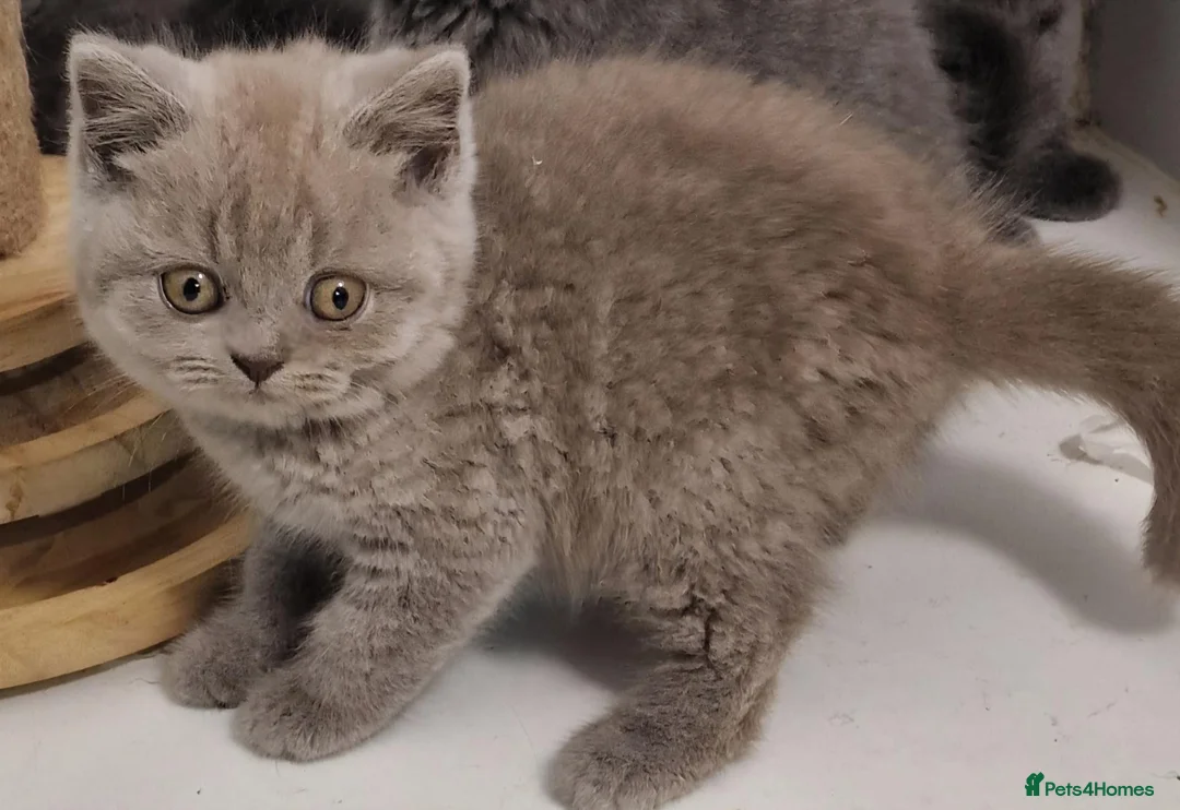 British Shorthair cats for sale: Gorgeous gccf reg kittens for sale  - Advert 10