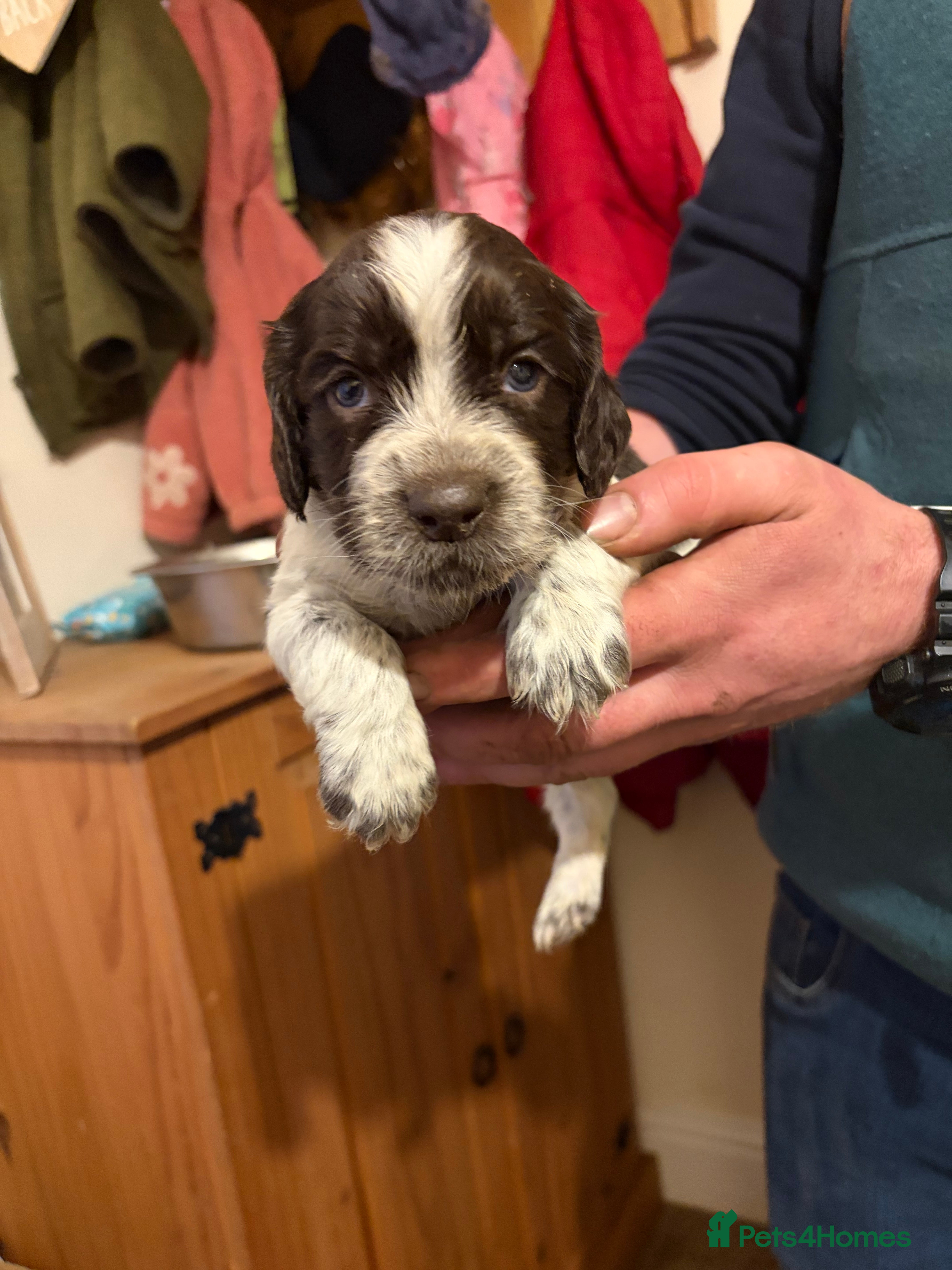 Mixed Breed dogs Sprockerdor puppies for sale  - Advert 8