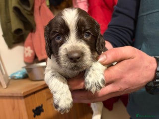Mixed Breed dogs Sprockerdor puppies for sale - Advert 6