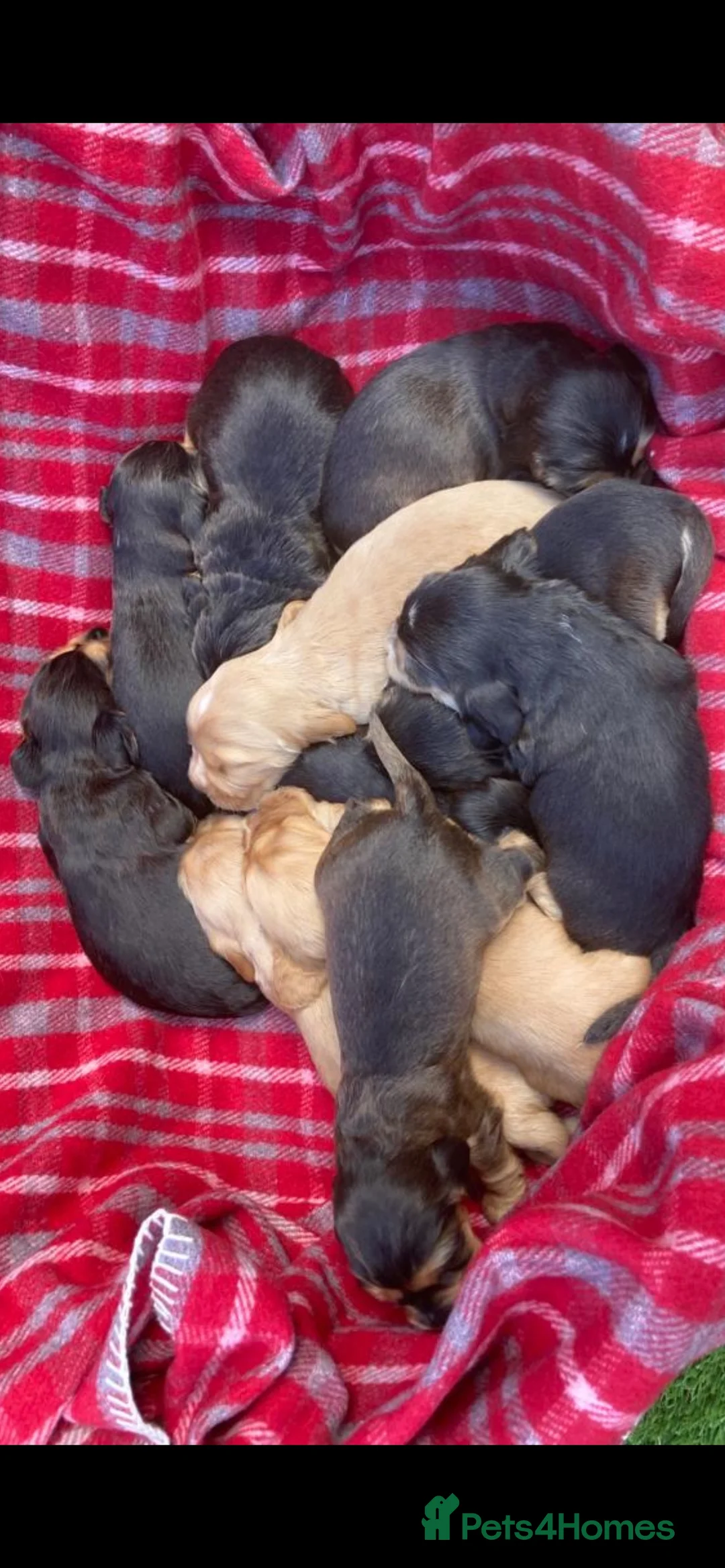 Cocker Spaniel dogs for stud: KC STUNNING SHOW COCKER (FULLY HEALTH TESTED) in Galston - Advert 5