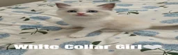 Ragdoll cats for sale: Five Beautiful Ragdoll Kittens Now Available🤍 - Advert 4