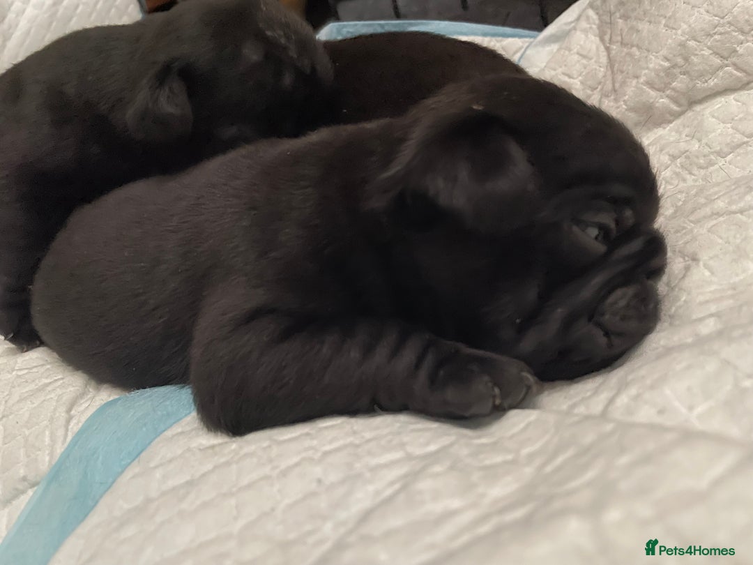 Pug dogs for sale: Two Baby Pugs  - Image 7