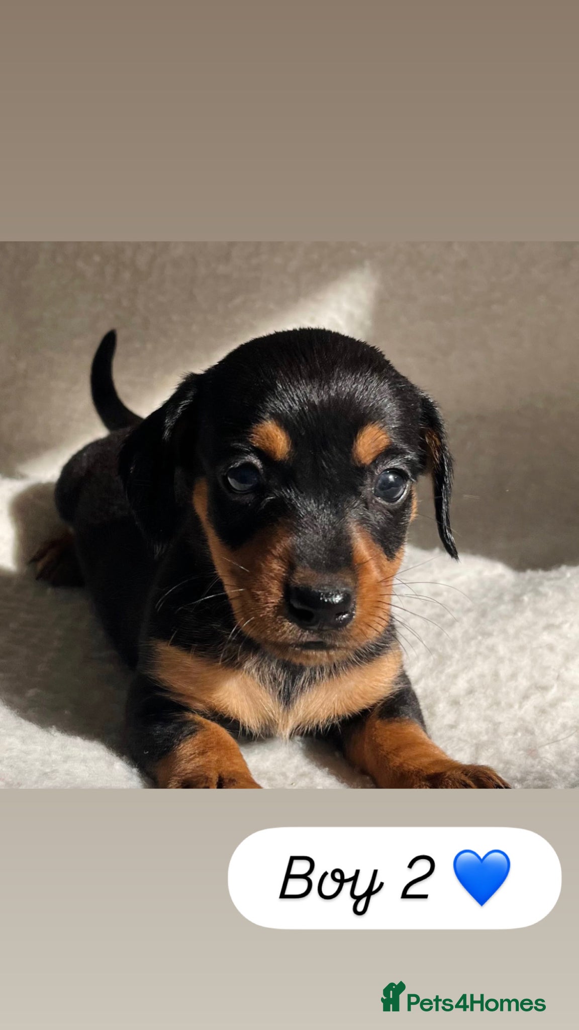Dachshund dogs 🩷 Dachshund Puppies 💙 - Advert 2