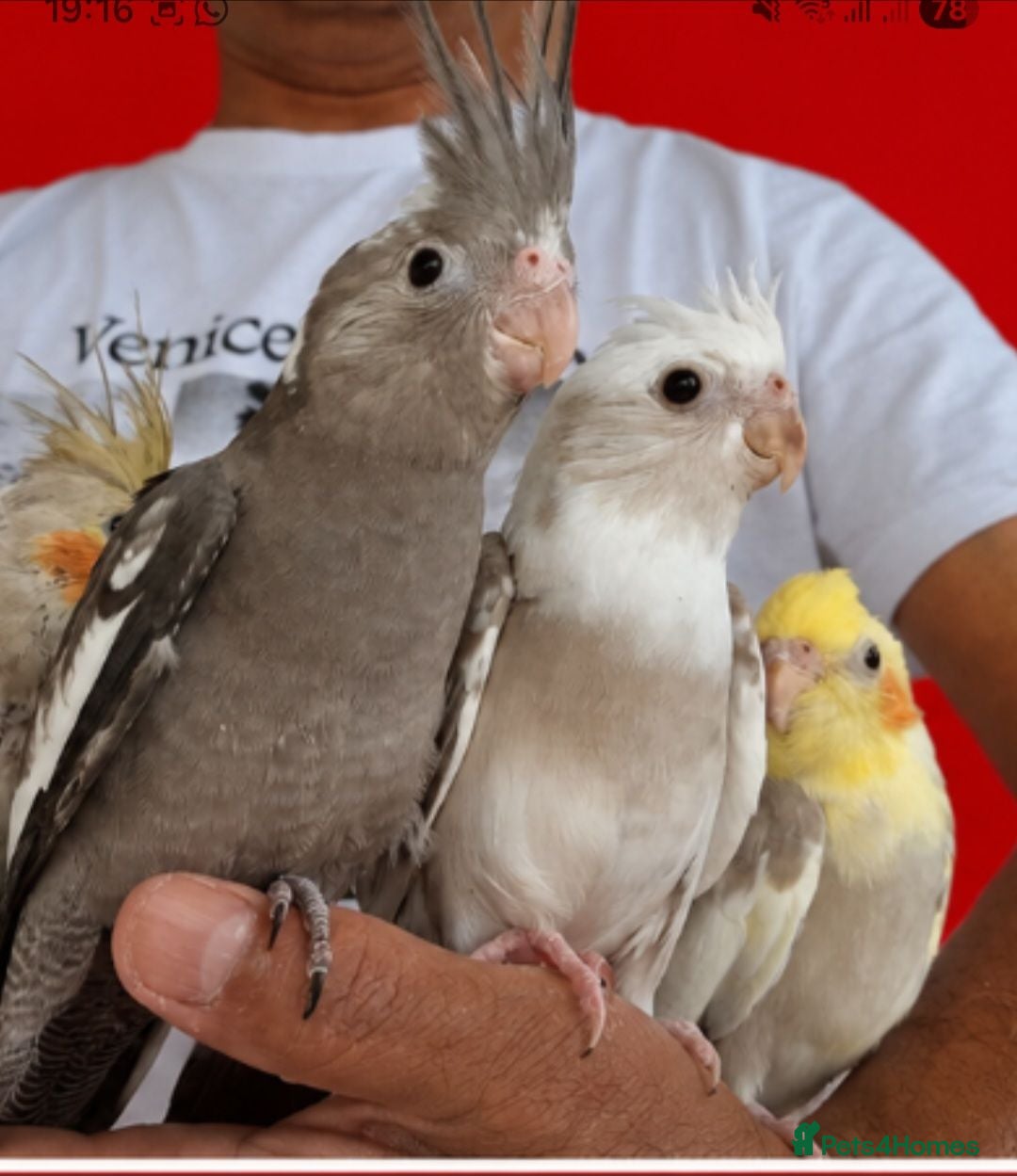 Cockatiels birds Super silly hand tamed baby cockatiels  - Advert 9