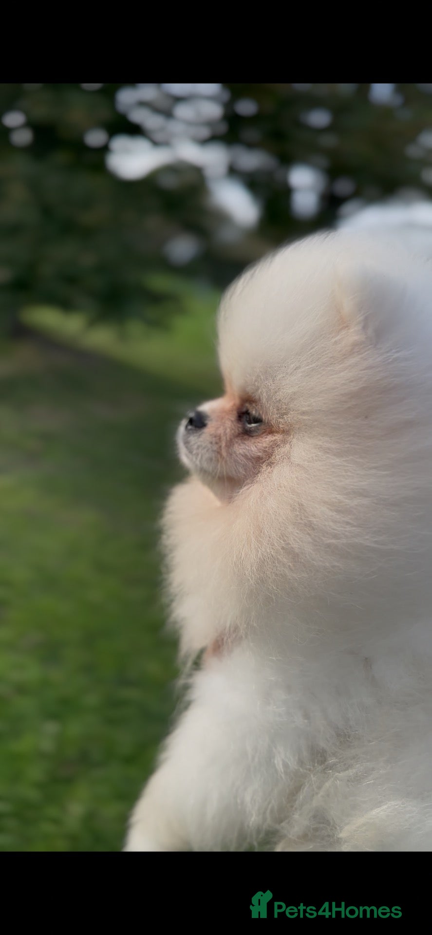 Pomeranian dogs  Fully vacinated  Luxury White Pomeranian Puppies  - Advert 2