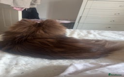 Pomeranian dogs for sale: Chocolate Pomeranian  - Image 4