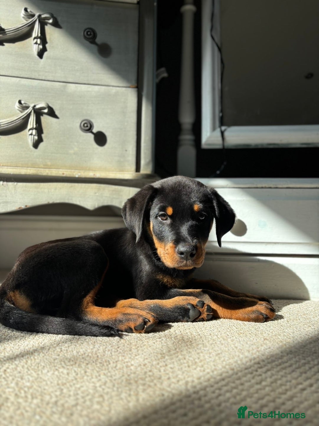 Rottweiler dogs for sale: LAST PUP  - Image 1
