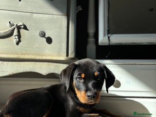 Rottweiler dogs - Advert 10