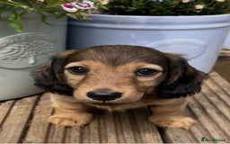Miniature Dachshund dogs for sale: Long Haired Miniature Dachshund  - Image 4