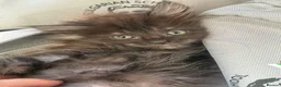 Maine Coon cats for sale: Mixed mainecoons  - Advert 1