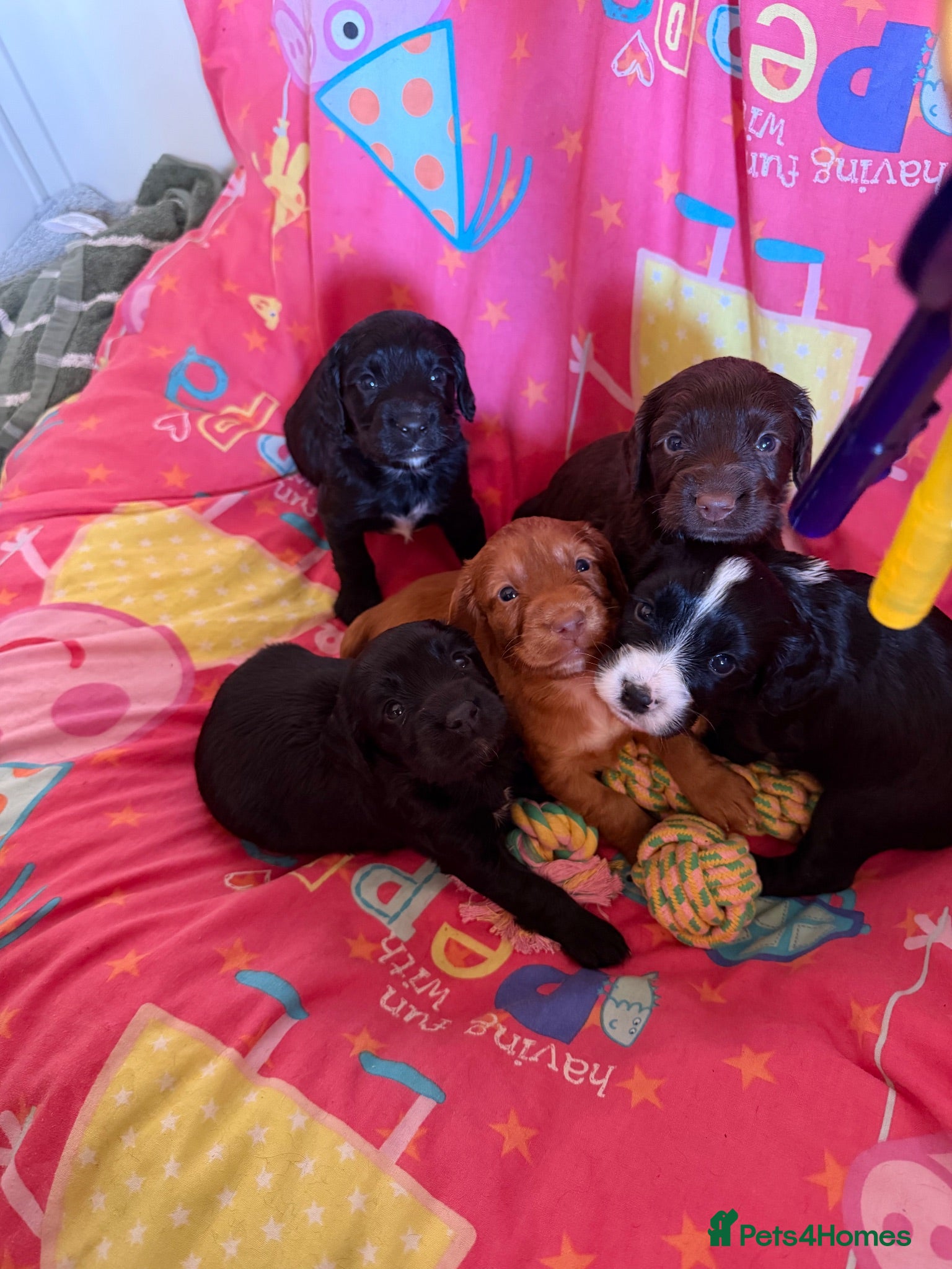 Cocker Spaniel dogs Beautiful Working Cocker Spaniel puppies  - Advert 2