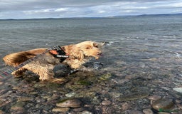 Cocker Spaniel dogs for sale: Beautiful Bailey age 6 looking for a new home - Image 4