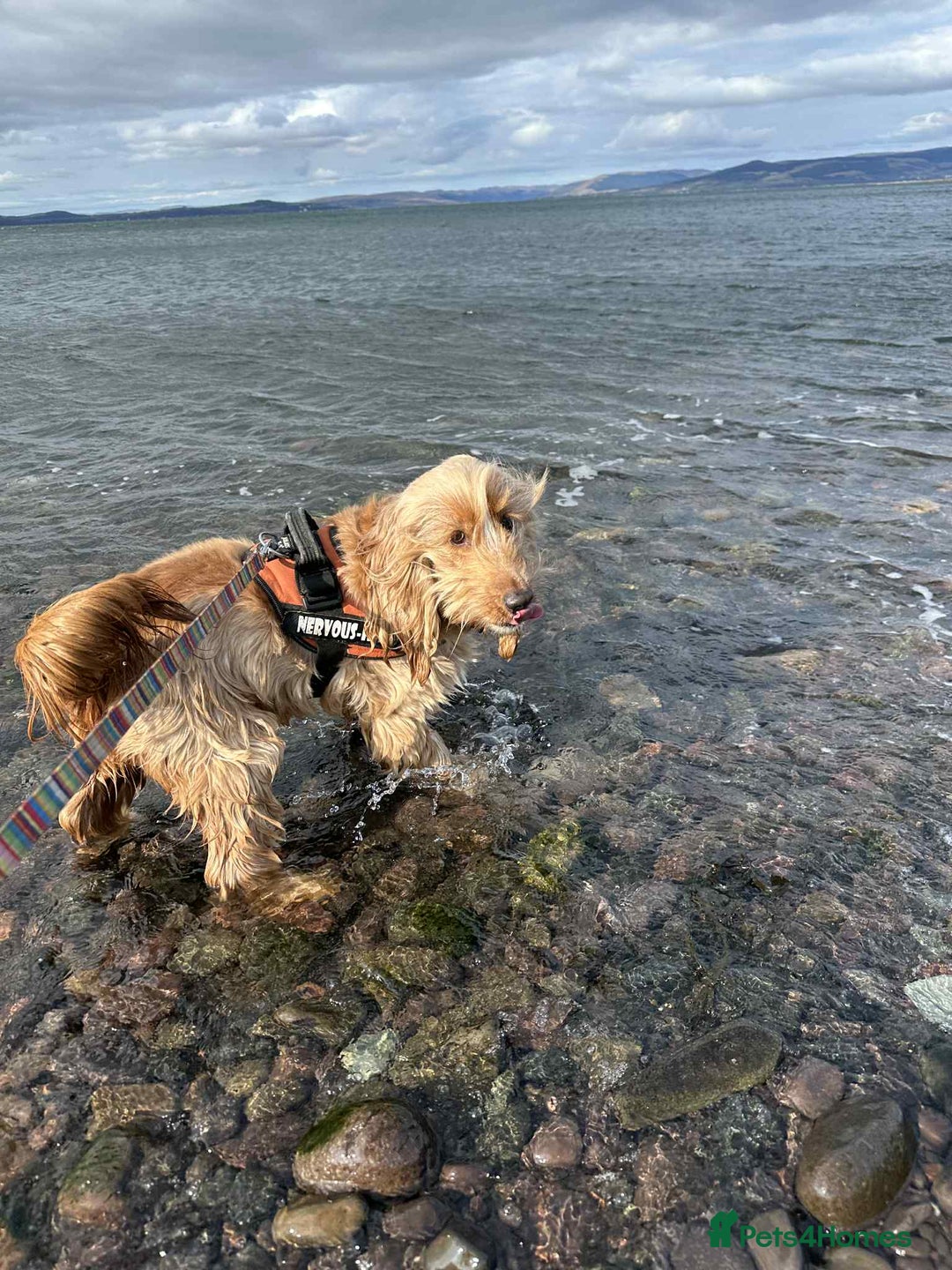 Cocker Spaniel dogs for sale: Beautiful Bailey age 6 looking for a new home - Image 4