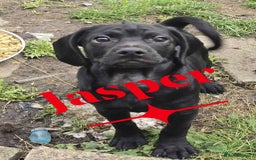 Mixed Breed dogs for sale: Cocakpug - Image 3