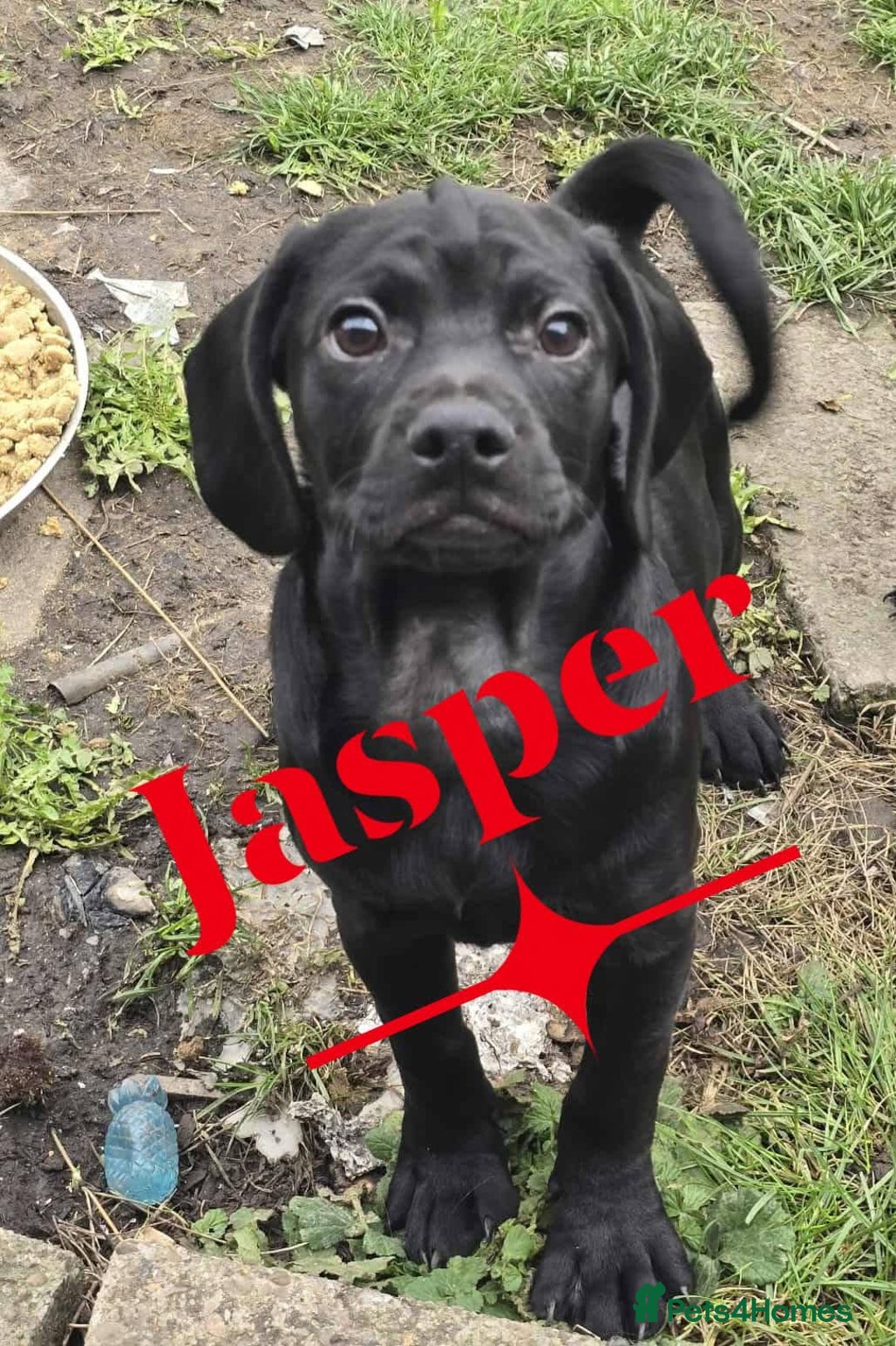 Mixed Breed dogs for sale: Cocakpug - Image 3