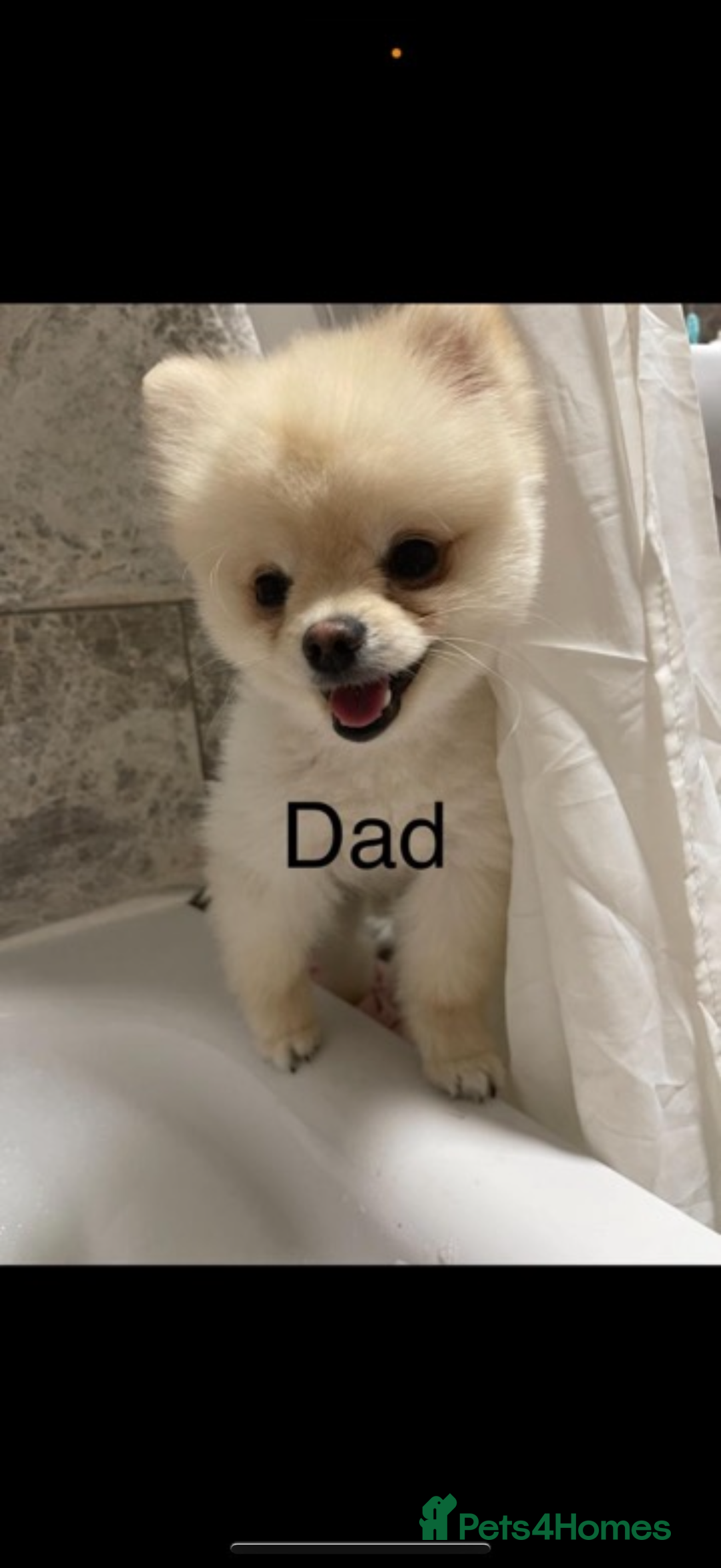 Pomeranian dogs for sale: Pomeranian puppys  - Advert 4