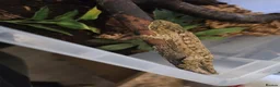 Gecko reptiles for sale: Leachianus giant geckos!  in Leeds - Advert 2