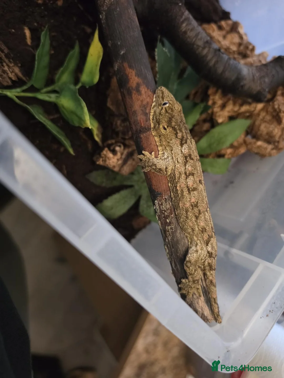 Gecko reptiles for sale: Leachianus giant geckos!  in Leeds - Advert 2