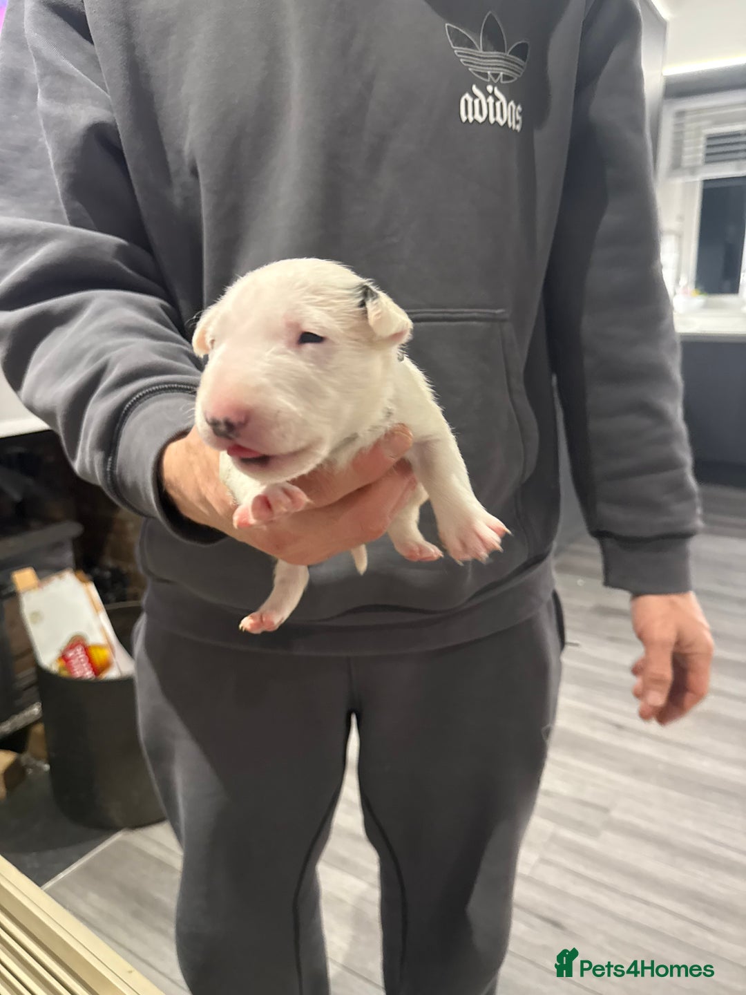 English Bull Terrier dogs for sale: English bull terrier puppy’s 4 weeks old  - Advert 11