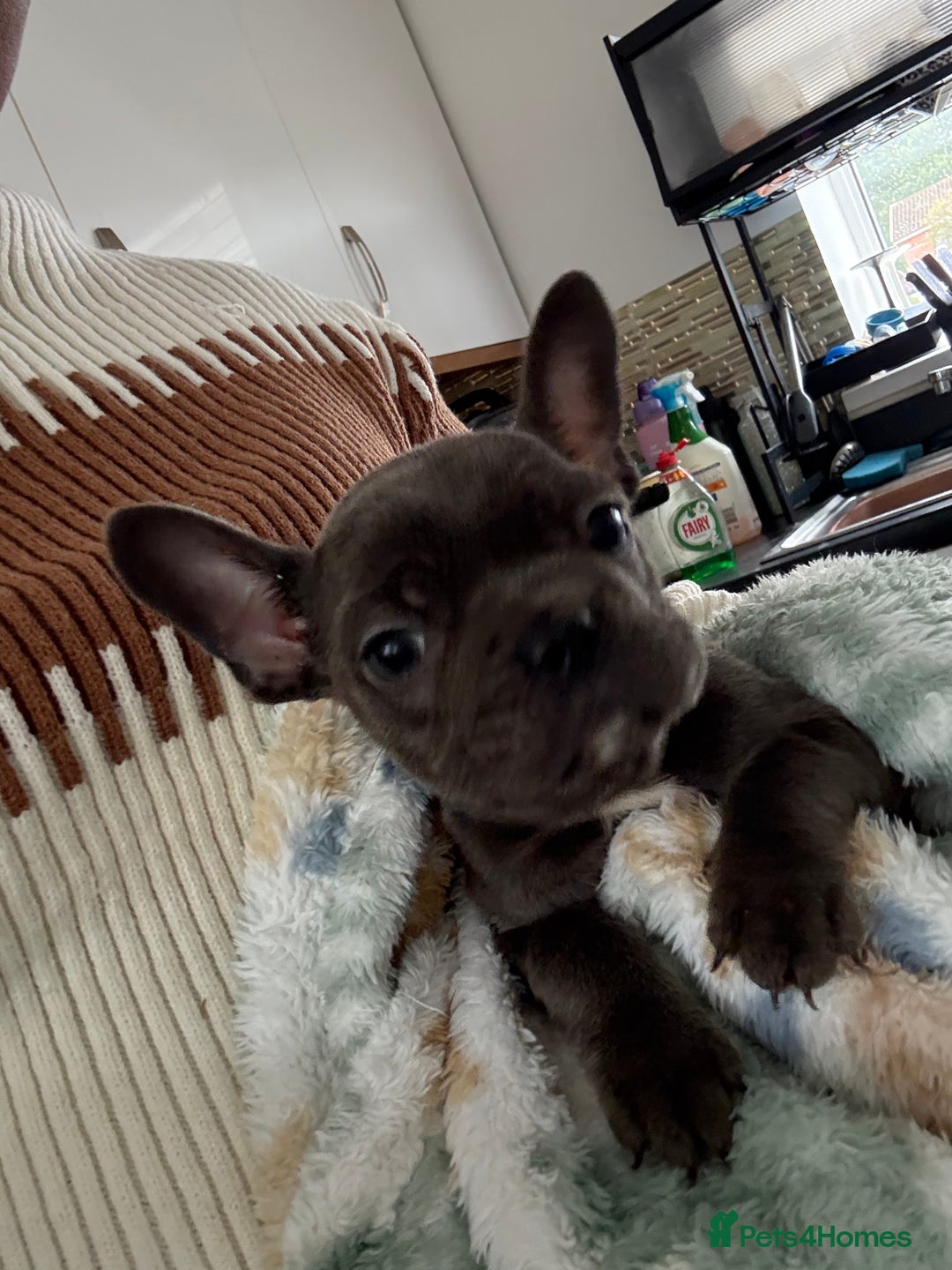 French Bulldog dogs for sale: KC Registered French Bulldog puppies ready to go - Image 31