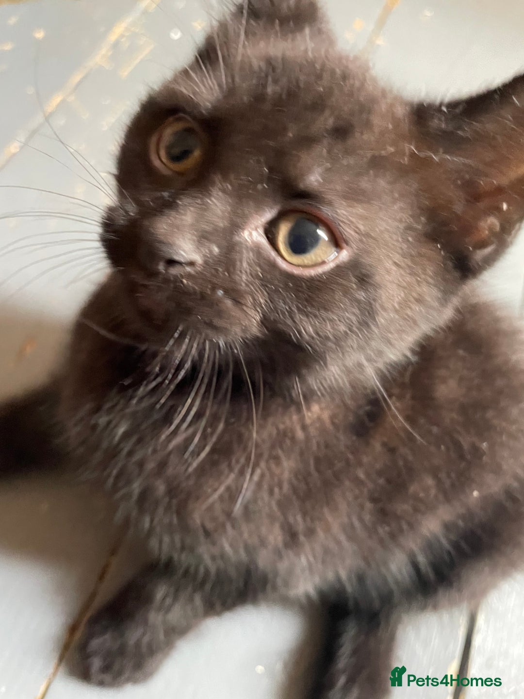 Mixed Breed cats for sale: 5 playful kittens looking for their forever homes  - Image 4